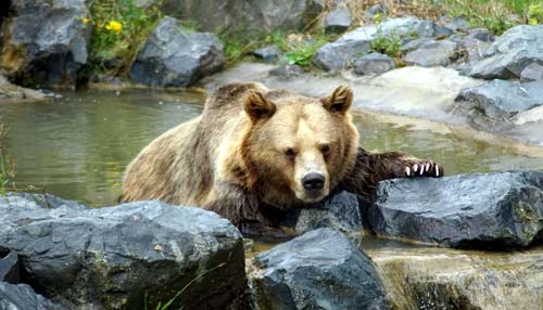 خرس در باغ وحش